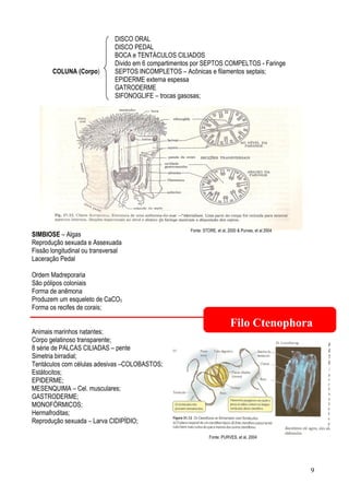 DISCO ORAL
                               DISCO PEDAL
                               BOCA e TENTÁCULOS CILIADOS
                               Divido em 6 compartimentos por SEPTOS COMPELTOS - Faringe
       COLUNA (Corpo)          SEPTOS INCOMPLETOS – Acônicas e filamentos septais;
                               EPIDERME externa espessa
                               GATRODERME
                               SIFONOGLIFE – trocas gasosas;




                                                        Fonte: STORE, et al, 2000 & Purves, et al 2004
SIMBIOSE – Algas
Reprodução sexuada e Assexuada
Fissão longitudinal ou transversal
Laceração Pedal

Ordem Madreporaria
São pólipos coloniais
Forma de anêmona
Produzem um esqueleto de CaCO3
Forma os recifes de corais;

                                                                              Filo Ctenophora
Animais marinhos natantes;
Corpo gelatinoso transparente;
8 série de PALCAS CILIADAS – pente
Simetria birradial;
Tentáculos com células adesivas –COLOBASTOS;
Estátocitos;
EPIDERME;
MESENQUIMA – Cel. musculares;
GASTRODERME;
MONOFÓRMICOS;
Hermafroditas;
Reprodução sexuada – Larva CIDIPÌDIO;

                                                                  Fonte: PURVES, et al, 2004




                                                                                                         9
 