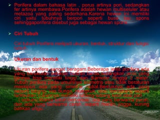 Porifera dalam bahasa latin , porus artinya pori, sedangkan fer artinya membawa.Porifera adalah hewan multiseluler atau metazoa yang paling sederhana.Karena hewan ini memiliki ciri yaitu tubuhnya berpori seperti busa tau spons sehinggaporifera disebut juga sebagai hewan spons. Ciri Tubuh Ciri tubuh Porifera meliputi ukuran, bentuk, struktur dan fungsi tubuh. Ukuran dan bentuk Ukuran porifera sangat beragam.Beberapa jenis porifera ada yang berukuran sebesar butiran beras,sedangkan jenis yang lainnya bisa memiliki tinggi dan diameter hingga 2 meter. Tubuh porifera pada umumnya asimetris atau tidak beraturan meskipun ada yang simetris radial.Bentuknya ada yang seperti tabung, vas bunga, mangkuk, atau bercabang seperti tumbuhan.Tubuhnya memiliki lubang-lubang kecil atau pori  ( ostium).Warna tubuh bervariasi, ada yang berwarna pucat, dan ada yang berwarna cerah, seperti merah, jingga, kuning bahkan ungu. 