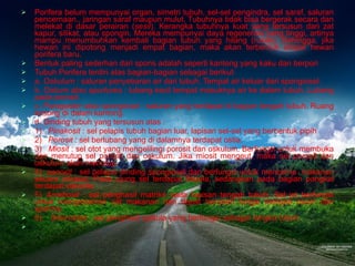 Porifera belum mempunyai organ, simetri tubuh, sel-sel pengindra, sel saraf, saluran pencernaan., jaringan saraf maupun mulut. Tubuhnya tidak bisa bergerak secara dan melekat di dasar perairan ( sesil ). Kerangka tubuhnya kuat yang tersusun dari zat kapur, silikat, atau spongin. Mereka mempunyai daya regenerasi yang tinggi, artinya mampu menumbuhkan kembali bagian tubuh yang hilang (rusak). Sehingga, jika hewan ini dipotong menjadi empat bagian, maka akan terbentuk empat hewan porifera baru.  Bentuk paling sederhan dari spons adalah seperti kantong yang kaku dan berpori Tubuh Porifera terdiri atas bagian-bagian sebagai berikut: a.  Oskulum  : saluran penyebaran air dari tubuh. Tempat air keluar dari spongiosel. b.  Ostium atau apurturea  : lubang kecil tempat masuknya air ke dalam tubuh. Lubang pada porosit. c.  Paragaster atau spongiosel  : saluran yang terdapat di bagian tengah tubuh. Ruang kosong di dalam kantong. d. Dinding tubuh yang tersusun atas : 1)    Pinakosit  : sel pelapis tubuh bagian luar, lapisan sel-sel yang berbentuk pipih 2)    Porosit  : sel berlubang yang di dalamnya terdapat ostia. 3)    Miosit  : sel otot yang mengelilingi porosit dan oskulum. Berfungsi untuk membuka dan menutup sel porosit dan oskulum. Jika miosit mengeut, maka sel porosit dan oskulum akan menutup. 4)   oanosit  : sel pelapis dinding spongiosel dan berfungsi untuk mencerna  makanan secara intrasel. Pada ujung sel terdapat flagela, sedangkan pada bagian pangkal terdapat vakuola. 5)   Amebosit  : sel penghasil matriks pada lapisan tengah tubuh. Sel ini berfungsi untuk mengedarkan zat makanan dan dapat berubah fungsi menjadi ovum dan sperma. 6)     Skleroblas  : sel penghasil spikula yang berfungsi sebagai rangka tubuh.   