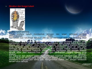 Struktur dan fungsi tubuh struktur tubuh-porifera Tubuh porifera belum membentuk jaringan dan organ sehingga porifera dikelompokkan dalam protozoa. Permukaan luar tubuhnya tersusun dari sel-sel berbentuk pipih dan berdiding tebal  yang disebut pinakosit . Pinakosit berfungsi sebagai pelindung.Diantara pinakosit terdapat pori-pori yang membentuk saluran air yang bermuara di spongosol atau rongga tubuh.Spongosol dilapisi oleh sel “berleher” yang memiliki flagelum, yang disebut koanosit.Flagelum yang bergerak pada koanosit berfungsi untuk membentuk aliran air saru arah sehingga air yang mengandung makanan dan oksigen masuk melalui pori ke spongosol.Di spongosol makanan ditelan secara fagositosis dan oksigen diserap secara difusi oleh koanosit.Sisa pembuangan dikeluarkan melalui lubang yang disebut oskulum. Zat makanan dan oksigen selalin digunakan oleh koanosit, sebagian juga ditransfer secara difusi ke sel-sel yang selalu bergerak seperti amoeba, yaitu amoebosit (sel amoeboid).Fungsinya pun sama yaitu mengedarkan makan dan oksigen keseluruh sel-sel tubuh lainnya. 