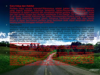 Cara hidup dan Habitat Porifera hidup secara heterotof.Makananya adalah bakteri dan plankton.Makanan yang masuk kedalam tubuhnya berbentuk cairan.Pencernaan dilakukan secara intraseluler di dalam koanosit dan amoebosit.Habitat porifera umumnya di laut, mulai dari tepi pantai hingga laut dengan kedalaman 5 km.Sekitar 150 jenis porifera hidup di ait tawar, misalnya Haliciona dari kelas Demospongia.Porifera yang telah dewasa tidak dapat berpindah tempat (sesil), hidupnya menempel pada batu atau benda lainya di dasar laut.Karena porifera yang bercirikan tidak dapat berpindah tempat, kadang porifera dianggap sebagai tumbuhan. Reproduksi Porifera melakukan reproduksi secara aseksual maupun seksual.Reproduksi secara aseksual terjadi dengan pembentukan tunas dan gemmule.Gemmule disebut juga tunas internal.Gemmule dihasilkan hanya menjelang musim dingin di dalam tubuh porifera yang hidup di air tawar.Porifera dapat membentuk individu baru dengan regenerasi.Reproduksi seksual dilakukan dengan pembentukan gamet (antara sperma dan ovum).Ovum dan sperma dihasilkan oleh koanosit.Sebagian besar Porifera menghasilkan ovum dan juga sperma pada individu yang sama sehingga porifera bersifat Hemafrodit. Sistem Pencernaan Makanan Porifera hidup secara heterotrof. Makanan porifera antara lain diatom, protozoa kecil, bakteri dan partikel organik yang mengendap dari permukaan air.  Makanan tersebut dicerna secara intraseluler di dalam vakuola. Spons memperoleh makananya dengan cara menyaring partikel-pertikel makanan yang terbawa arus melewati tubuhnya. Makanan diperoleh dengan cara mengalirkan air melalui ostia (ostium) ke dalam spongiosel. Air digerakkan oleh flagelata yang terdapat pada koanosit. Selanjutnya, air dialirkan ke dalam vakuola yang terdapat di pangkal koanosit untuk dicerna.   Bahan makanan yanga sudah dicerna akan diedarkan ke seluruh bagian tubuh oleh sel amebosit. Sisa hasil pencernaan dikeluarkan ke spongiosel dan dibuang keluar tubuh memalui ostium. 