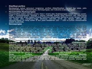 Klasifikasi porifera Berdasarkan bahan penyusun rangkanya, porifera diklasifikasikan menjadi tiga kelas, yaitu Hexactinellida atau Hyalospongiae, Demospongiae, dan Calcarea (Calcisspongiae). Hexactinellida (Hyalospongiae) Hexactinellida (dalam bahasa yunani, hexa = enam) atau Hyalospongiae (dalam bahasa yunani, hyalo = kaca/transparan, spongia = spons) memiliki spikula yang tersusun dari silika.Ujung spikula berjumlah enam seperti bintang.Tubuhnya kebanyakan berwarna pucat dengan bentuk vas bunga atau mangkuk.Tinggi tubuhnya rata-rata 10-30 cm dengan saluran tipe sikonoid.Hewan ini hidup soliter di laut pada kedalaman 200 – 1.000 m.Contoh Hexactinellida adalah Euplectella. Demospongiae Demospongiae ( dalam bahasa yunani, demo = tebal, spongia = spons) memiliki rangka yang tersusun dari serabut spongin. Tubuhnya berwarna cerah karena mengandung pigmen yang terdapat pada amoebosit.Fungsi warna diduga untuk melindungi tubuhnya dari sinar matahari.Bentuk tubuhnya tidak beraturan dan bercabang.Tinggi dan diameternya ada yang mencapai lebih dari 1 meter.Seluruh Demospongiae memiliki saluran air tipe Leukonoid.Habitat Demospongiae umumnya di laut dalam maupun dangkal, meskipun ada yang di air tawar.Demospongiae adalah satu-satunya kelompok porifera yang anggotanya ada yang hidup di air tawar.Demospongiae merupakan kelas terbesar yang mencakup 90% dari seluruh jenis porifera. Contoh Demospongiae adalah spongia, hippospongia dan Niphates digitalis. Calcarea (Calcisspongiae) Calcarea (dalam latin, calcare = kapur) atau Calcispongiae (dalam latin, calci = kapur, spongia = spons) memiliki rangka yang tersusun dari kalsium karbonat.Tubuhnya kebanyakan berwarna pucat dengan bentuk seperti vas bunga, dompet, kendi, atau silinder.Tinggi tubuh kurang dari 10 cm.Struktur tubuh ada yang memiliki saluran air askonoid, sikonoid, atau leukonoid. Calcarea hidup di laut dangkal, contohnya sycon, Clathrina, dan Leucettusa lancifer. Berikut bentuk tipe saluran air dari porifera : askonoid, sikonoid, dan leukonoid Peran Porifera dalam Kehidupan Manusia Beberapa jenis porifera seperti spongia dan hippospongia dapat digunakan sebagai spons mandi dan alat gosok.Namun, spons mandi yang banyak digunakan umumnya adalah spons buatan, bukan berasal dari kerangka porifera.Zat kimia yang dikeluarkannya memiliki potensi obat penyakit kanker dan penyakit lainnya. 