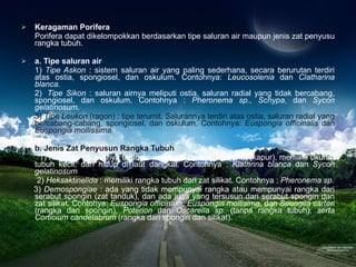 Keragaman Porifera Porifera dapat dikelompokkan berdasarkan tipe saluran air maupun jenis zat penyusu rangka tubuh. a. Tipe saluran air 1)  Tipe Askon  : sistem saluran air yang paling sederhana, secara berurutan terdiri atas ostia, spongiosel, dan oskulum. Contohnya:  Leucosolenia  dan  Clatharina blanca . 2)   Tipe Sikon  : saluran airnya meliputi ostia, saluran radial yang tidak bercabang, spongiosel, dan oskulum. Contohnya :  Pheronema sp., Schypa , dan  Sycon gelatinosum. 3)  Tipe Leukon  (ragon) : tipe terumit. Salurannya terdiri atas ostia, saluran radial yang bercabang-cabang, spongiosel, dan oskulum. Contohnya:  Euspongia officinalis  dan  Euspongia mollissima.   b. Jenis Zat Penyusun Rangka Tubuh .  1)  Kalkarea  : tubuhnya tersususn dari zat kalsium karbonat (kapur), memiliki ukuran tubuh kecil, dan hidup di laut dangkal. Contohnya :  Klathrina blanca  dan  Sycon gelatinosum   2)  Heksaktinelida  : memiliki rangka tubuh dari zat silikat. Contohnya :  Pheronema sp.      3)  Demospongiae  : ada yang tidak mempunyai rangka atau mempunyai rangka dari serabut spongin (zat tanduk), dan ada juga yang tersusun dari serabut spongin dan zat silikat. Contohya:  Euspongia officinalis, Euspongia mollisima , dan  Spongila carteri  (rangka dari spongin),  Poterion  dan  Oscarella sp.  (tanpa rangka tubuh),  serta Corticium candelabrum  (rangka dari spongin dan silikat). 