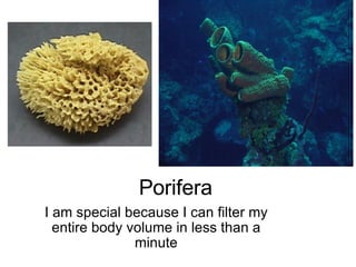 Porifera   I am special because I can filter my entire body volume in less than a minute 