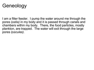 Geneology I am a filter feeder.  I pump the water around me through the pores ( ostia)  in my body and it is passed through canals and chambers within my body.  There, the food particles, mostly plankton, are trapped.  The water will exit through the large pores (o scules).   
