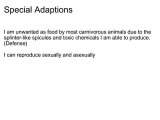 Special Adaptions I am unwanted as food by most carnivorous animals due to the splinter-like spicules and toxic chemicals I am able to produce.   (Defense)   I can reproduce sexually and asexually 