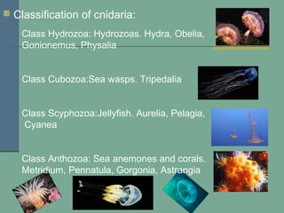  Classification of cnidaria:

    Class Hydrozoa: Hydrozoas. Hydra, Obelia,
    Gonionemus, Physalia


    Class Cubozoa:Sea wasps. Tripedalia


    Class Scyphozoa:Jellyfish. Aurelia, Pelagia,
    Cyanea


    Class Anthozoa: Sea anemones and corals.
    Metridium, Pennatula, Gorgonia, Astrangia
 
