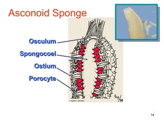 Asconoid Sponge

    Osculum
  Spongocoel
     Ostium
    Porocyte




                  14
 