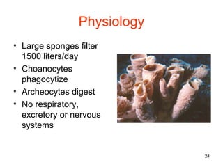 Physiology
• Large sponges filter
  1500 liters/day
• Choanocytes
  phagocytize
• Archeocytes digest
• No respiratory,
  excretory or nervous
  systems


                             24
 