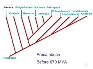 Porifera Platyhelmithes Mollusca Arthropoda
                                     Echinodermata Hemichordata
    Cnidaria   Nemertea   Annelida          Lophophores Chordata




                          Precambrian
Protozoans
                          Before 670 MYA                   27
 