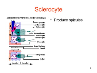 Sclerocyte
     • Produce spicules




                          9
 