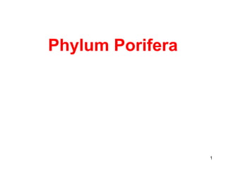 Phylum Porifera




                  1
 