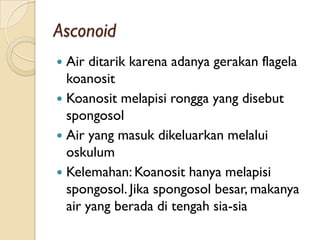 Asconoid
 Air ditarik karena adanya gerakan flagela
koanosit
 Koanosit melapisi rongga yang disebut
spongosol
 Air yang masuk dikeluarkan melalui
oskulum
 Kelemahan: Koanosit hanya melapisi
spongosol. Jika spongosol besar, makanya
air yang berada di tengah sia-sia
 