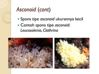 Asconoid (cont)
 Spons tipe asconoid ukurannya kecil
 Contoh spons tipe asconoid:
Leucosolenia, Clathrina
 