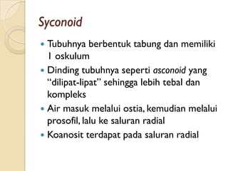 Syconoid
 Tubuhnya berbentuk tabung dan memiliki
1 oskulum
 Dinding tubuhnya seperti asconoid yang
“dilipat-lipat” sehingga lebih tebal dan
kompleks
 Air masuk melalui ostia, kemudian melalui
prosofil, lalu ke saluran radial
 Koanosit terdapat pada saluran radial
 