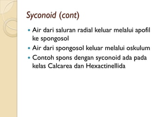 Syconoid (cont)
 Air dari saluran radial keluar melalui apofil
ke spongosol
 Air dari spongosol keluar melalui oskulum
 Contoh spons dengan syconoid ada pada
kelas Calcarea dan Hexactinellida
 