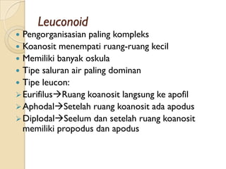 Leuconoid
 Pengorganisasian paling kompleks
 Koanosit menempati ruang-ruang kecil
 Memiliki banyak oskula
 Tipe saluran air paling dominan
 Tipe leucon:
EurifilusRuang koanosit langsung ke apofil
AphodalSetelah ruang koanosit ada apodus
DiplodalSeelum dan setelah ruang koanosit
memiliki propodus dan apodus
 