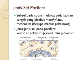 Jenis Sel Porifera
 Sel-sel pada spons melekat pada lapisan
tengah yang disebut mesohyl atau
mesenkim (Berupa matrix gelatinous)
 Jenis-jenis sel pada porifera:
koanosit, arkeosit, porosit, dan pinakosit
 