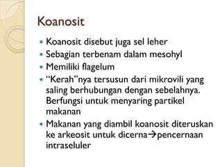 Koanosit
 Koanosit disebut juga sel leher
 Sebagian terbenam dalam mesohyl
 Memiliki flagelum
 “Kerah”nya tersusun dari mikrovili yang
saling berhubungan dengan sebelahnya.
Berfungsi untuk menyaring partikel
makanan
 Makanan yang diambil koanosit diteruskan
ke arkeosit untuk dicernapencernaan
intraseluler
 