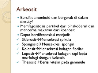 Arkeosit
 Bersifat amoeboid dan bergerak di dalam
mesohyl
 Memfagositosis partikel dari pinakoderm dan
mencerna makanan dari koanosit
 Dapat berdiferensiasi menjadi:
 SklerositMensekresi spikula
 SpongositMensekresi spongin
 KolensitMensekresi kolagen fibrilar
 LopositMensekresi kolagen, tapi beda
morfologi dengan kolensit
 ThesositBerisi vitelin pada gemmule
 