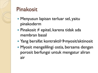 Pinakosit
 Menyusun lapisan terluar sel, yaitu
pinakoderm
 Pinakosit ≠ epitel, karena tidak ada
membran basal
 Yang bersifat kontraktilmyosit/aktinosit
 Myosit mengelilingi ostia, bersama dengan
porosit berfungsi untuk mengatur aliran
air
 