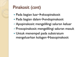 Pinakosit (cont)
 Pada bagian luareksopinakosit
 Pada bagian dalamendopinakosit
Apopinakosit: mengelilingi saluran keluar
Prosopinakosit: mengelilingi saluran masuk
 Untuk menempel pada substratum
mengeluarkan kolagenbasopinakosit
 
