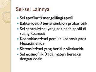 Sel-sel Lainnya
 Sel apofilarmengelilingi apofil
 Bakteriositberisi simbion prokariotik
 Sel sentralsel yang ada pada apofil di
ruang koanosit
 Koanoblastsel pemula koanosit pada
Hexactinellida
 Sistensitsel yang berisi polisakarida
 Sel eosinofilikada materi bereaksi
dengan eosin
 