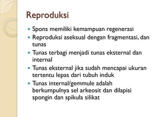 Reproduksi
 Spons memiliki kemampuan regenerasi
 Reproduksi aseksual dengan fragmentasi, dan
tunas
 Tunas terbagi menjadi tunas eksternal dan
internal
 Tunas eksternal jika sudah mencapai ukuran
tertentu lepas dari tubuh induk
 Tunas internal/gemmule adalah
berkumpulnya sel arkeosit dan dilapisi
spongin dan spikula silikat
 