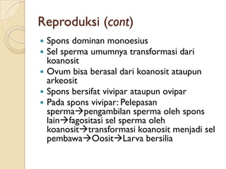 Reproduksi (cont)
 Spons dominan monoesius
 Sel sperma umumnya transformasi dari
koanosit
 Ovum bisa berasal dari koanosit ataupun
arkeosit
 Spons bersifat vivipar ataupun ovipar
 Pada spons vivipar: Pelepasan
spermapengambilan sperma oleh spons
lainfagositasi sel sperma oleh
koanosittransformasi koanosit menjadi sel
pembawaOositLarva bersilia
 