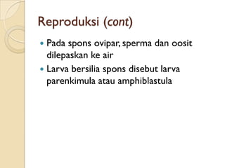 Reproduksi (cont)
 Pada spons ovipar, sperma dan oosit
dilepaskan ke air
 Larva bersilia spons disebut larva
parenkimula atau amphiblastula
 