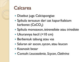 Calcarea
 Disebut juga Calcispongiae
 Spikula tersusun dari zat kapur/kalsium
karbonat (CaCO3)
 Spikula monoaxon, tetraradiate atau triradiate
 Ukurannya kecil (<10 cm)
 Berbentuk tabung atau vas
 Saluran air ascon, sycon, atau leucon
 Koanosit besar
 Contoh: Leucosolenia, Scycon, Clathrina
 