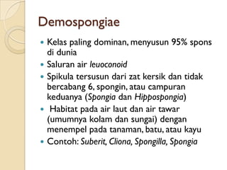 Demospongiae
 Kelas paling dominan, menyusun 95% spons
di dunia
 Saluran air leuoconoid
 Spikula tersusun dari zat kersik dan tidak
bercabang 6, spongin, atau campuran
keduanya (Spongia dan Hippospongia)
 Habitat pada air laut dan air tawar
(umumnya kolam dan sungai) dengan
menempel pada tanaman, batu, atau kayu
 Contoh: Suberit, Cliona, Spongilla, Spongia
 