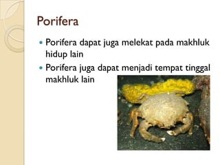 Porifera
 Porifera dapat juga melekat pada makhluk
hidup lain
 Porifera juga dapat menjadi tempat tinggal
makhluk lain
 