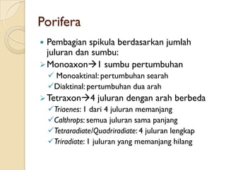 Porifera
 Pembagian spikula berdasarkan jumlah
juluran dan sumbu:
Monoaxon1 sumbu pertumbuhan
 Monoaktinal: pertumbuhan searah
Diaktinal: pertumbuhan dua arah
Tetraxon4 juluran dengan arah berbeda
Triaenes: 1 dari 4 juluran memanjang
Calthrops: semua juluran sama panjang
Tetraradiate/Quadriradiate: 4 juluran lengkap
Triradiate: 1 juluran yang memanjang hilang
 