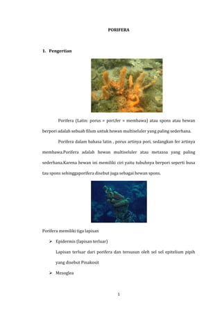 1
PORIFERA
1. Pengertian
Porifera (Latin: porus = pori,fer = membawa) atau spons atau hewan
berpori adalah sebuah filum untuk hewan multiseluler yang paling sederhana.
Porifera dalam bahasa latin , porus artinya pori, sedangkan fer artinya
membawa.Porifera adalah hewan multiseluler atau metazoa yang paling
sederhana.Karena hewan ini memiliki ciri yaitu tubuhnya berpori seperti busa
tau spons sehinggaporifera disebut juga sebagai hewan spons.
Porifera memiliki tiga lapisan
 Epidermis (lapisan terluar)
Lapisan terluar dari porifera dan tersusun oleh sel sel epitelium pipih
yang disebut Pinakosit
 Mesoglea
 