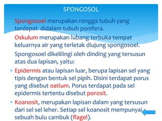 SPONGOSOL
Spongosoel merupakan rongga tubuh yang
terdapat didalam tubuh ponifera.
Oskulum merupakan lubang terbuka tempat
keluarnya air yang terletak diujung spongosoel.
Spongosoel dikelilingi oleh dinding yang tersusun
atas dua lapisan, yaitu:
 Epidermis atau lapisan luar, berupa lapisan sel yang
tipis dengan bentuk sel pipih. Disini terdapat porus
yang disebut oatium. Porus terdapat pada sel
epidermis tertentu disebut porosit.
 Koanosit, merupakan lapisan dalam yang tersusun
dari sel sel leher. Setiap sel koanosit mempunyai
sebuah bulu cambuk (flagel).
back
 