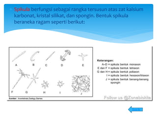  Spikula berfungsi sebagai rangka tersusun atas zat kalsium
karbonat, kristal silikat, dan spongin. Bentuk spikula
beraneka ragam seperti berikut:
back
 