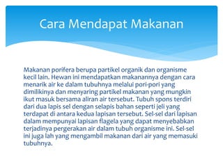 Cara Mendapat Makanan
Makanan porifera berupa partikel organik dan organisme
kecil lain. Hewan ini mendapatkan makanannya dengan cara
menarik air ke dalam tubuhnya melalui pori-pori yang
dimilikinya dan menyaring partikel makanan yang mungkin
ikut masuk bersama aliran air tersebut. Tubuh spons terdiri
dari dua lapis sel dengan selapis bahan seperti jeli yang
terdapat di antara kedua lapisan tersebut. Sel-sel dari lapisan
dalam mempunyai lapisan flagela yang dapat menyebabkan
terjadinya pergerakan air dalam tubuh organisme ini. Sel-sel
ini juga lah yang mengambil makanan dari air yang memasuki
tubuhnya.
 