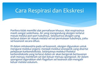 Cara Respirasi dan Ekskresi
Porifera tidak memiliki alat pernafasan khusus. Alat respirasinya
masih sangat sederhana. Air yang mengandung oksigen terlarut
masuk melalui pori-pori tubuhnya. Selanjutnya oksigen yang
terlarut dalam air masuk melalui sel-sel permukaan tubuhnya, yaitu
sel koanosit secara difusi.
Di dalam mitokondria pada sel koanosit, oksigen digunakan untuk
mengurai molekul organic menjadi molekul anorganik yang disertai
pelepasan karbondioksida. Selanjutnya molekul-molekul
karbondioksida yang terlarut dalam air akan bergerak berlawanan
arah menuju membram sel dan keluar menuju spongosol. Air dalam
spongosol digerakkan oleh flagellum sel koanosit dan mengalir
keluar melalui oskulum.
 