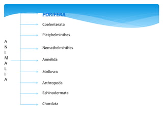 A
N
I
M
A
L
I
A
PORIFERA
Coelenterata
Platyhelminthes
Nemathelminthes
Annelida
Mollusca
Arthropoda
Echinodermata
Chordata
 