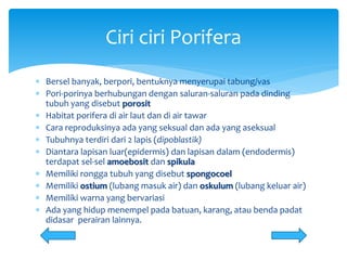  Bersel banyak, berpori, bentuknya menyerupai tabung/vas
 Pori-porinya berhubungan dengan saluran-saluran pada dinding
tubuh yang disebut porosit
 Habitat porifera di air laut dan di air tawar
 Cara reproduksinya ada yang seksual dan ada yang aseksual
 Tubuhnya terdiri dari 2 lapis (dipoblastik)
 Diantara lapisan luar(epidermis) dan lapisan dalam (endodermis)
terdapat sel-sel amoebosit dan spikula
 Memiliki rongga tubuh yang disebut spongocoel
 Memiliki ostium (lubang masuk air) dan oskulum (lubang keluar air)
 Memiliki warna yang bervariasi
 Ada yang hidup menempel pada batuan, karang, atau benda padat
didasar perairan lainnya.
Ciri ciri Porifera
 