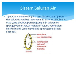  Tipe Ascon, ditemukan pada Leucosolenia. Merupakan
tipe saluran air paling sederhana. Saluran air dimulai dari
ostia yang dihubungkan langsung oleh saluran ke
spongosoel dan keluar melalui oskulum. Permukaan
dalam dinding yang membatasi sposngosoel dilapisi
koanosit.
Sistem Saluran Air
 