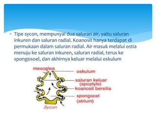  Tipe sycon, mempunyai dua saluran air, yaitu saluran
inkuren dan saluran radial. Koanosit hanya terdapat di
permukaan dalam saluran radial. Air masuk melalui ostia
menuju ke saluran inkuren, saluran radial, terus ke
spongosoel, dan akhirnya keluar melalui oskulum
 