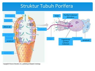 Struktur Tubuh Porifera
oskulum
mesoglea
porosit
Aliran air
spikula
spongosol
Koanosi
t
ameboid
epidermis
Kolar Partikel makanan
dimuskus
flagel Fagesitosis
partikel
makanan
koanosit
ameboid
 