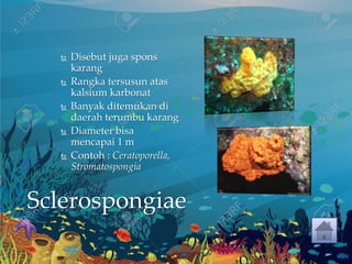 Sclerospongiae