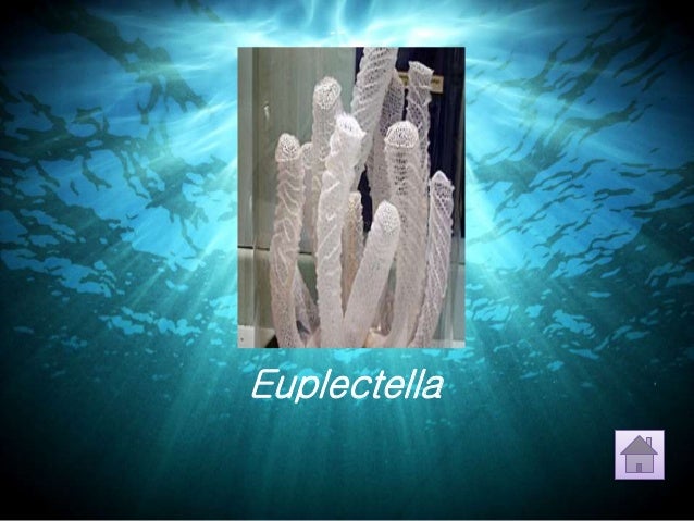 Klasifikasi Porifera kelas X Klasifikasi Porifera kelas X