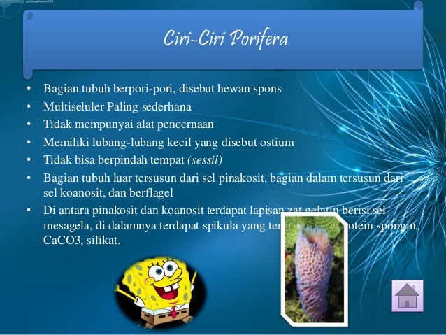 Klasifikasi Porifera kelas X