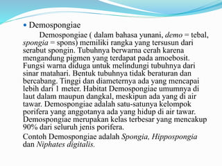  Demospongiae
Demospongiae ( dalam bahasa yunani, demo = tebal,
spongia = spons) memiliki rangka yang tersusun dari
serabut spongin. Tubuhnya berwarna cerah karena
mengandung pigmen yang terdapat pada amoebosit.
Fungsi warna diduga untuk melindungi tubuhnya dari
sinar matahari. Bentuk tubuhnya tidak beraturan dan
bercabang. Tinggi dan diameternya ada yang mencapai
lebih dari 1 meter. Habitat Demospongiae umumnya di
laut dalam maupun dangkal, meskipun ada yang di air
tawar. Demospongiae adalah satu-satunya kelompok
porifera yang anggotanya ada yang hidup di air tawar.
Demospongiae merupakan kelas terbesar yang mencakup
90% dari seluruh jenis porifera.
Contoh Demospongiae adalah Spongia, Hippospongia
dan Niphates digitalis.
 
