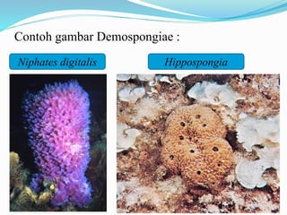 Contoh gambar Demospongiae :
Niphates digitalis Hippospongia
 