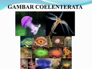 GAMBAR COELENTERATA
 